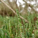 Thick-head Glasswort - Photo (c) Wayne Martin, some rights reserved (CC BY-NC)