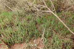 Salicornia blackiana