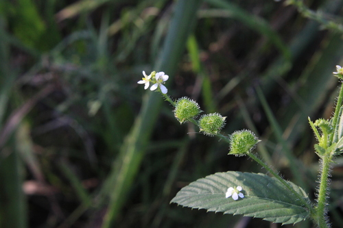 Image of Caperonia palustris by (c) Candela Castro, some rights reserved (CC BY)