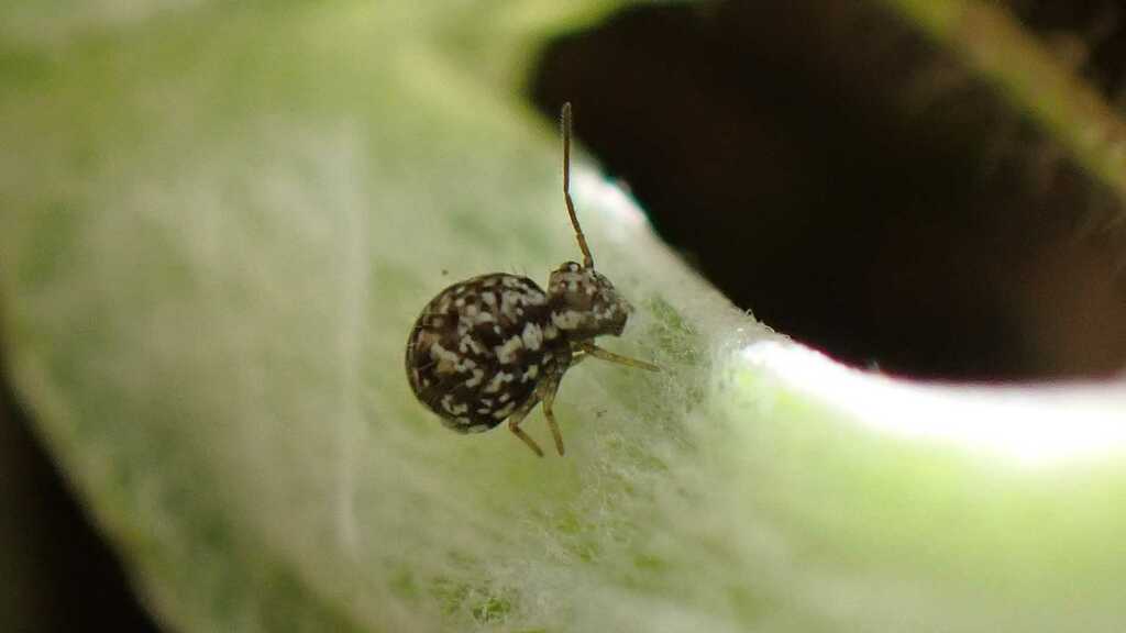 Sminthurus leucomelanus