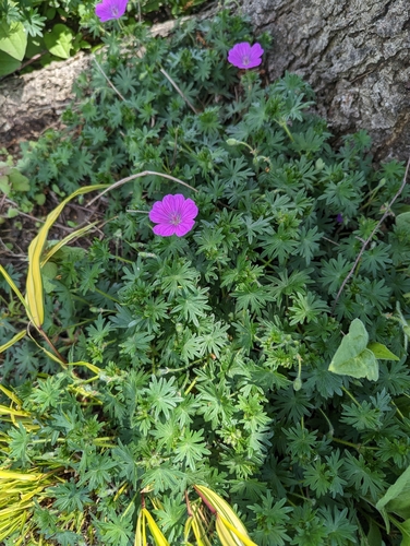 Bloody Cranesbill