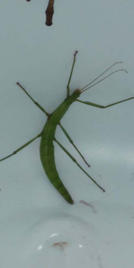 Libethra minuscula