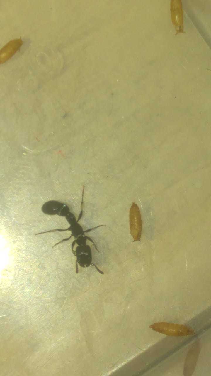 Cylindromyrmex