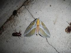 Syssphinx raspa