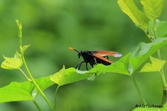 Protomydas rubidapex