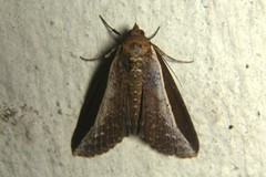 Lophoptera