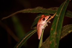 Polypedates colletti