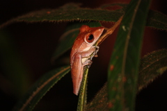 Polypedates colletti