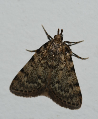 Aglossa pinguinalis