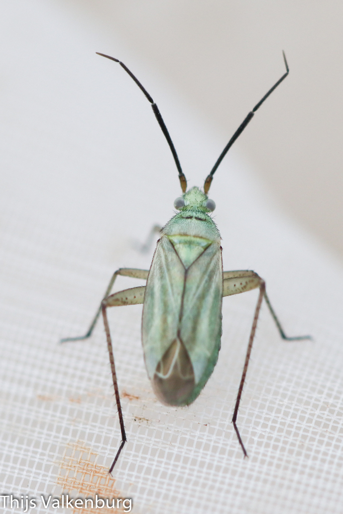 Oncotylus nigricornis