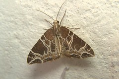 Ecliptopera delecta