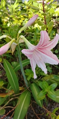 Hippeastrum striatum