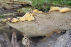 Phellopilus nigrolimitatus