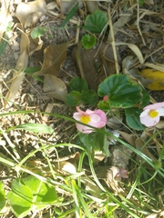 Begonia uniflora