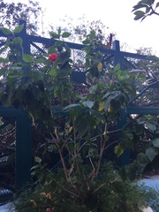 Hibiscus rosa-sinensis