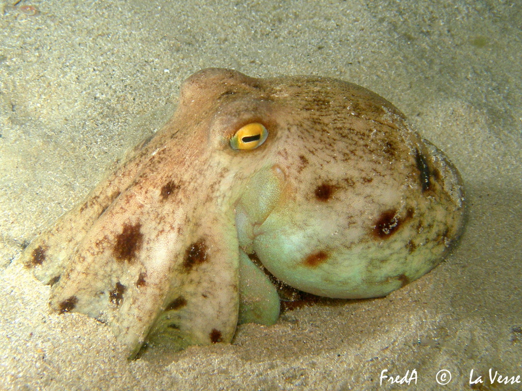 Musky Octopus