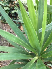 Liriope spicata