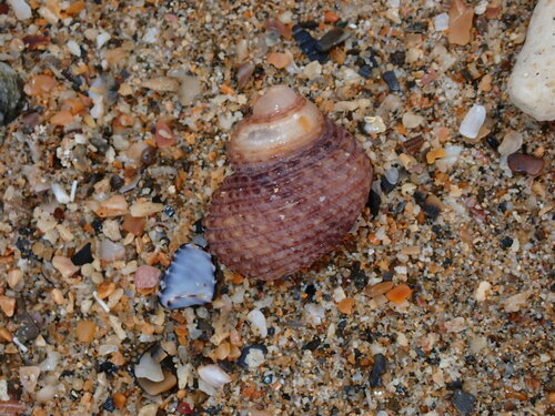 Euchelus atratus