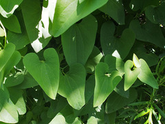 Aristolochia contorta
