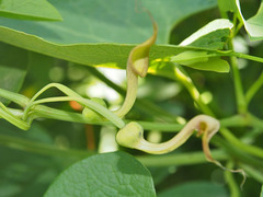 Aristolochia contorta