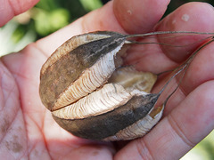 Aristolochia contorta