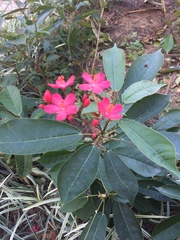Jatropha integerrima