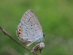 Cupido argiades hellotia