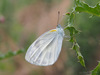 Indian Cabbage White - Photo (c) Cheongweei Gan, some rights reserved (CC BY-NC), uploaded by Cheongweei Gan
