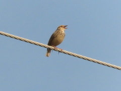 Mirafra erythrocephala