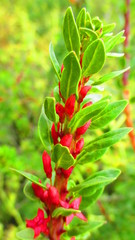 Fuchsia lycioides