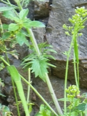 Centranthus calcitrapae image