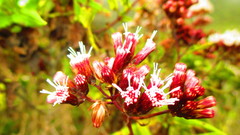Aristeguietia salvia