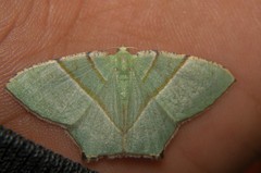 Neohipparchus vallata