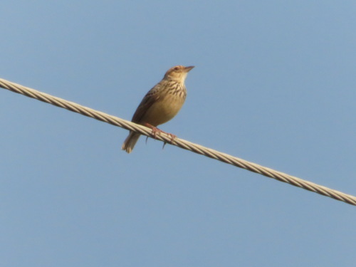 Plocealauda erythrocephala