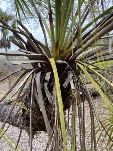 Brahea aculeata, photograph 4