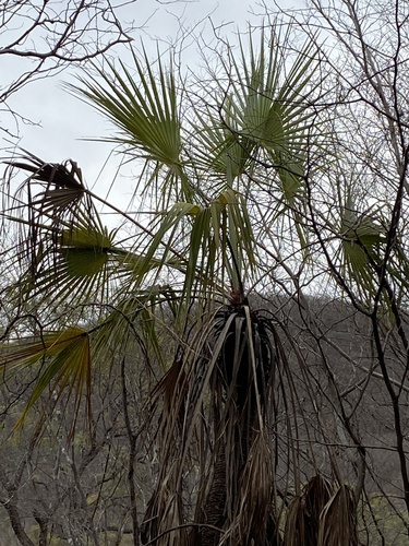 Brahea aculeata, photograph 5