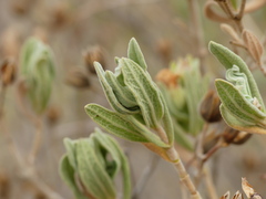 Cistus albidus image