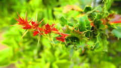 Berberis actinacantha