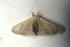 Bombycidae