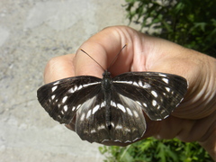 Neptis andetria