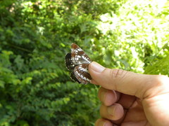 Neptis andetria