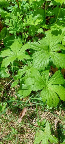 Trautvetteria caroliniensis iNat (2)