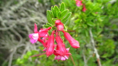 Fuchsia lycioides