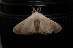 Bombycidae