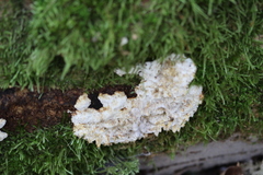 Dichomitus albidofuscus
