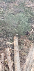 Perisoreus canadensis image
