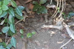 Sceloporus occidentalis