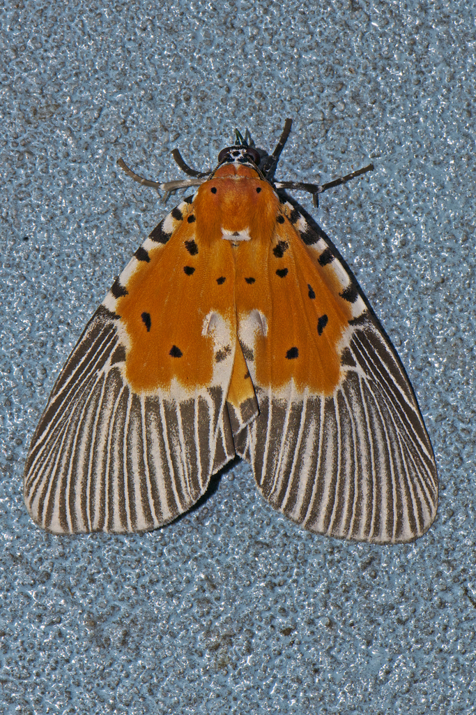 Broad-winged Tiger Moth