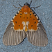 Broad-winged Tiger Moth - Photo (c) Vijay Anand Ismavel, some rights reserved (CC BY-NC-SA)