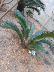 Cycas sexseminifera